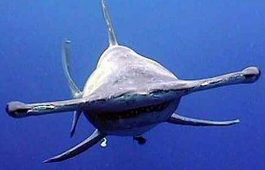 sharks_18