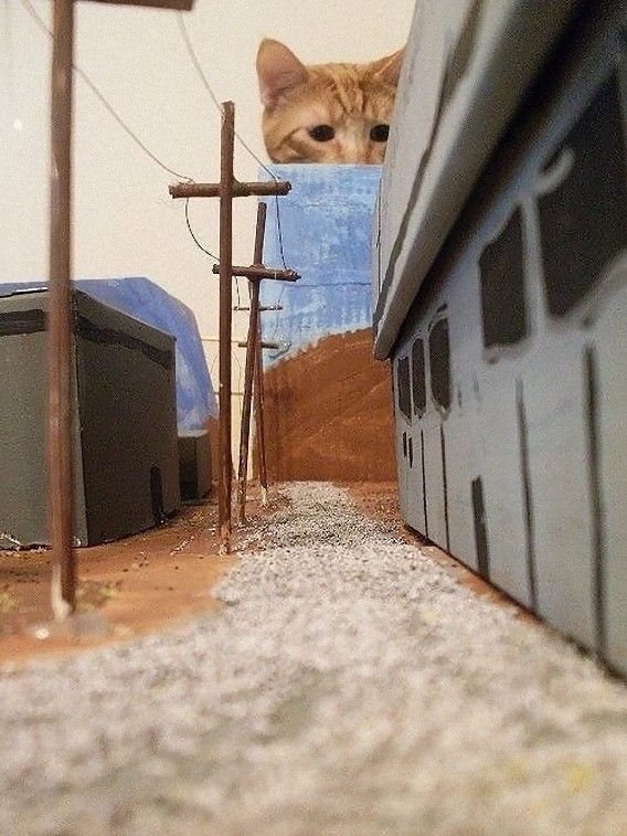 catzilla_atack_22_e