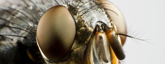 ハエに好かれたいなら青い服を着よう。ハエの好きな色は青色であることが判明（米研究）