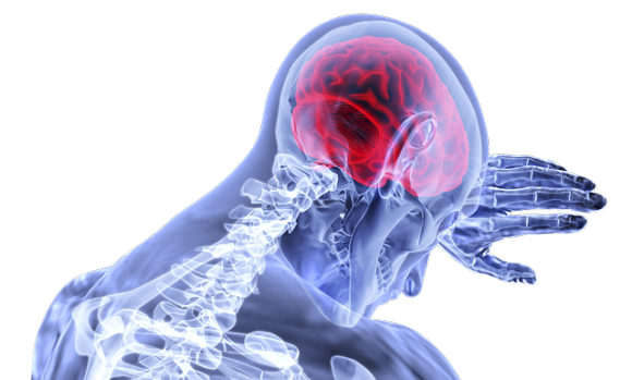 脳の前頭前皮質の領域が大きい人ほど、ストレスから身を守れるよう楽観的な考え方ができるという研究結果（米研究）