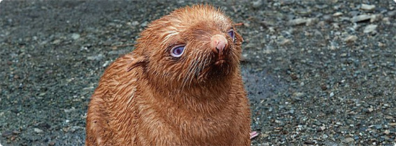 青い目に赤茶色の毛、「うちの子じゃない」と母親に捨てられたオットセイの赤ちゃん