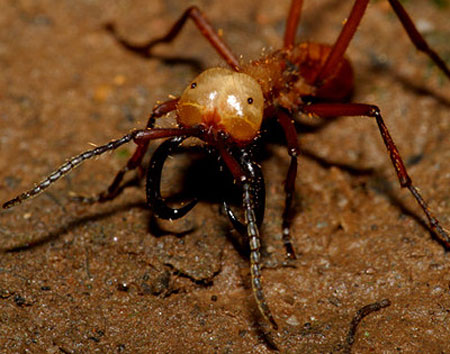 bug04