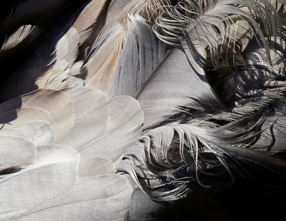 繊細で滑らか。鳥の羽毛の超絶美麗写真