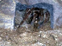 タランチュラがゴキブリを襲う瞬間がスーパークイックすぎる！！