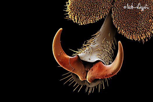 coleopterus-claw-57280sig