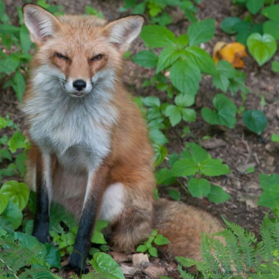 these_funny_animals_451_640_23