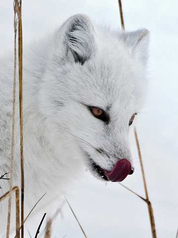 Snow-White-Arctic-Fox-5