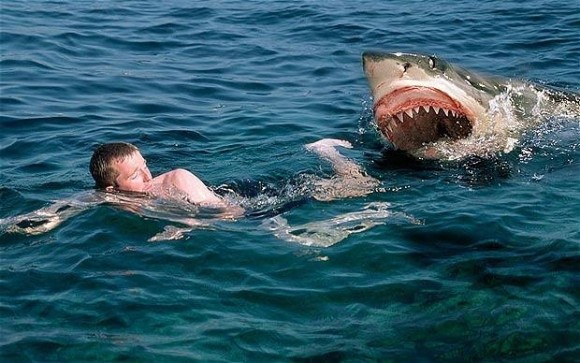 男性は女性の9倍、サメに襲われやすいことが判明（オーストラリア研究）
