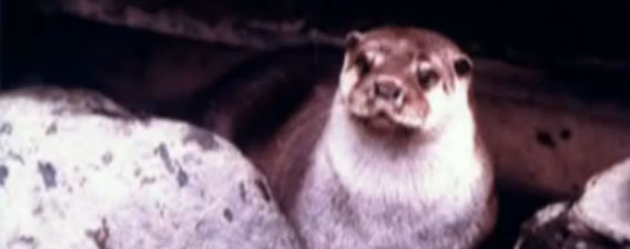 残念なお知らせ：ニホンカワウソが“絶滅種”に指定、昭和まで生きていた哺乳類では初