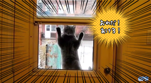 家に入りたい猫たちのガラス越しのシャドーボクシング総集編
