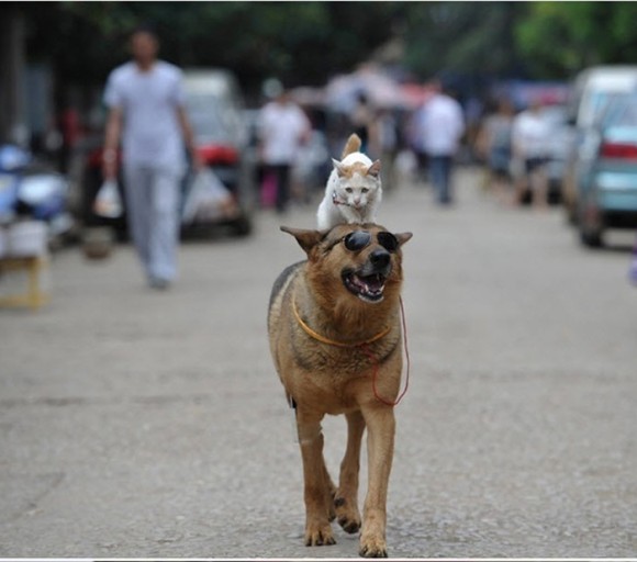 犬と一緒に散歩に行きたがった猫、連れていったところこのポジションにおさまった