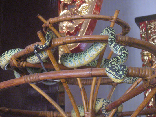 Snake-Temple-Penang4