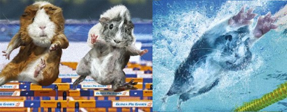 モルモットがんばる！2013年モルモットカレンダー