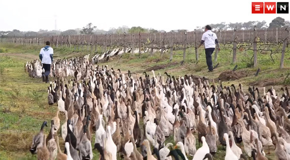 ブドウ畑は俺たちが守る！1000羽を越えるアヒルたちが警備隊たちが群れをなして大活躍（南アフリカ）