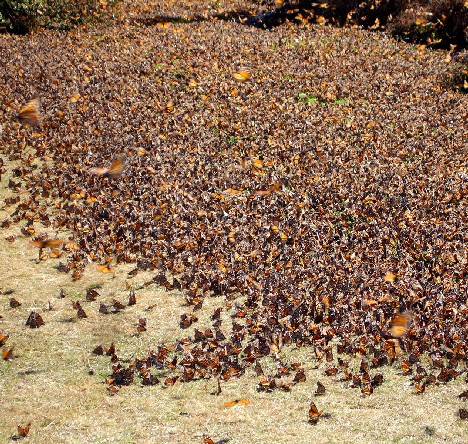animal_migrations_1b