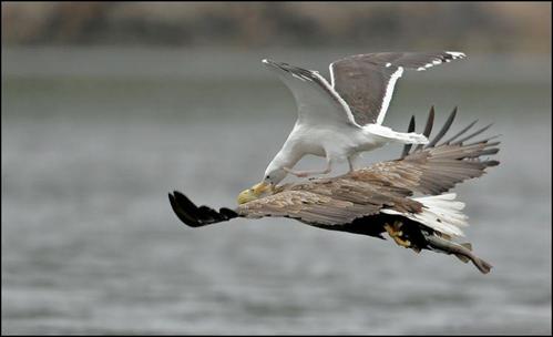 birds_eat_everything_05