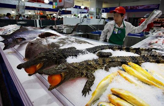 crocodile-fishmong_1510529i