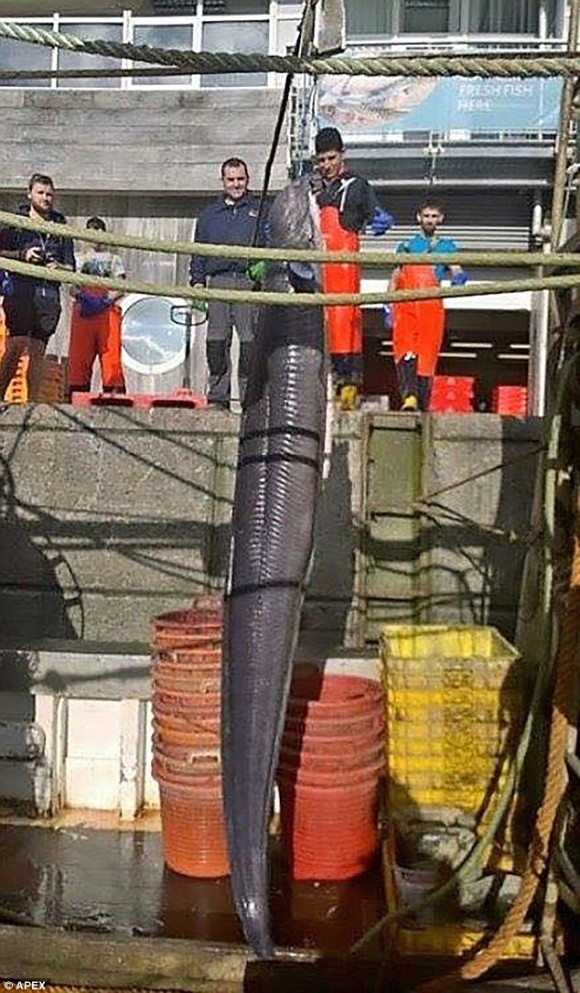 全長6.4メートルの巨大アナゴが水揚げされ、7500円で売却ポーン（イギリス）