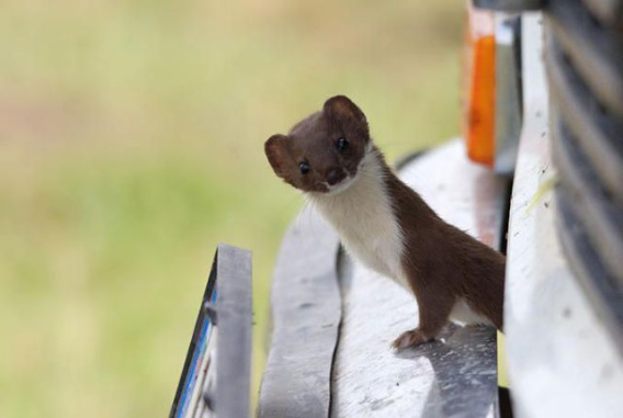 these_funny_animals_469_640_09