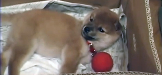 赤いボールを1個もって。柴犬のどんべいが家にきたよ