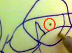 何これ不思議？クモは紙に書いた線を認識して踏まないように歩く