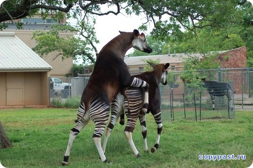 1241182558_okapi11