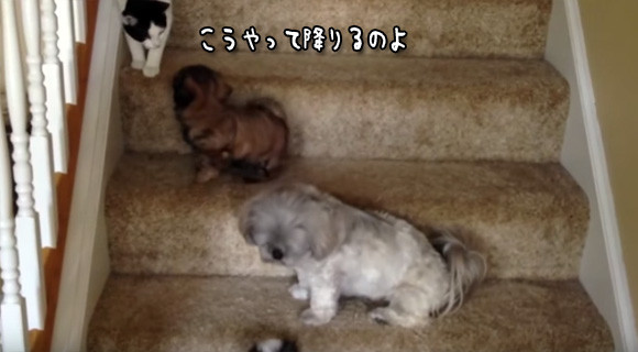 犬が、猫が。ペット総出で応援する2匹の子犬の初めての階段