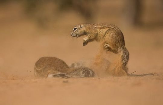 gophers_13