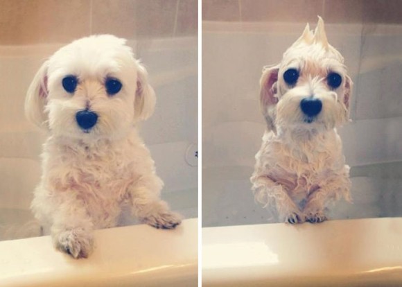 水にぬれると消耗するから～。ふわもふが完全変態。お風呂上がりの犬ビフォアアフター