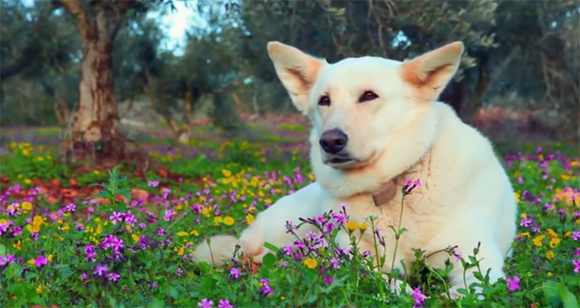 犬にも癒しを。犬による犬の為のリラクゼーション動画（高画質）