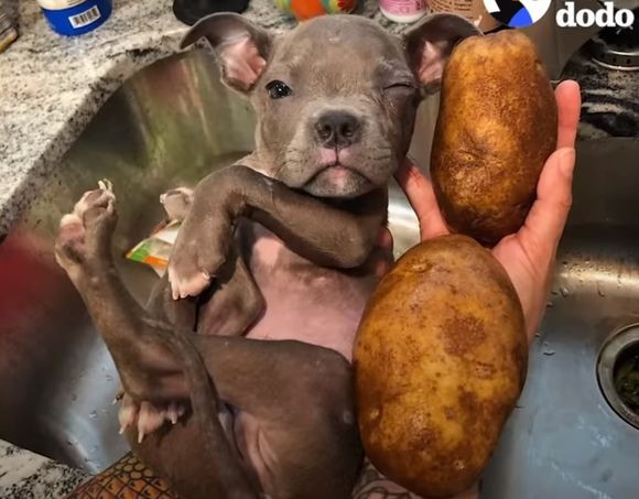 道端で拾われたジャガイモ2個分の小さな子犬の保護物語（アメリカ）