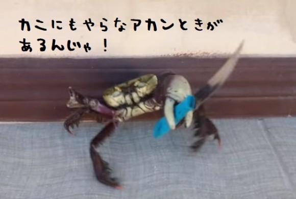 crab1_e