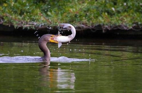birds_eat_everything_08