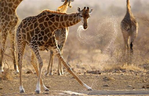 Giraffe-waterhole_1402384i