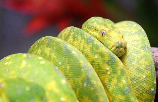 animals_77_34