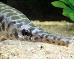 山口県の水路で長さ72cmの肉食外来魚が！無事捕獲に成功。