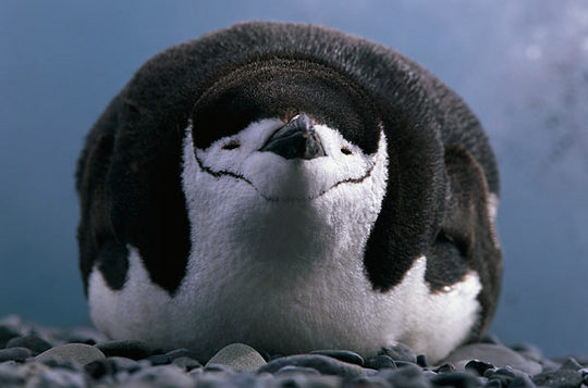 penguins_10