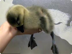 手のひらの上で眠りに落ちるガチョウの子どものコクンピクンコクン