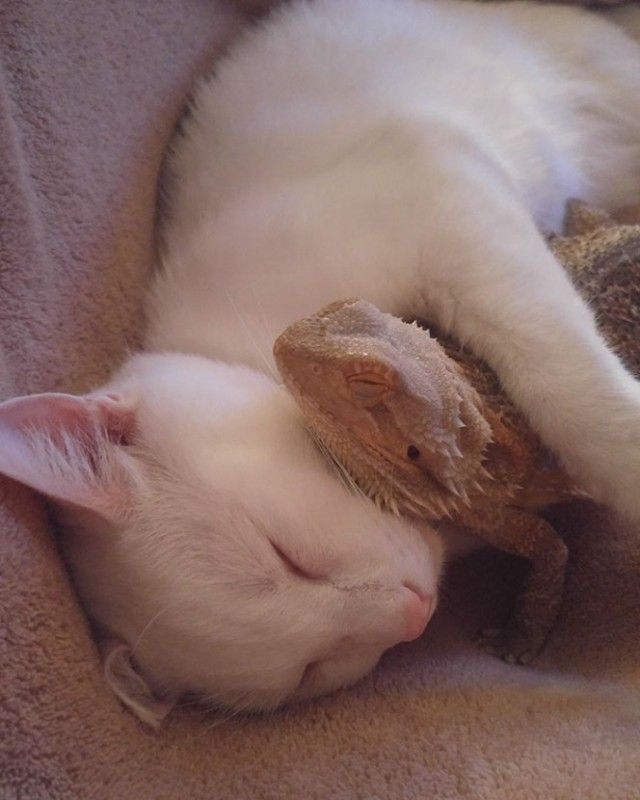 02-bearded-dragon-cat-friendship-664x830_e