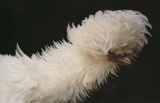 Unusual-hen-06