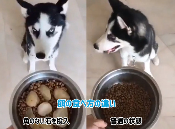 犬の早食い・食べ散らかしがあまりにもひどすぎたのでこんな対処法をしてみたところ...