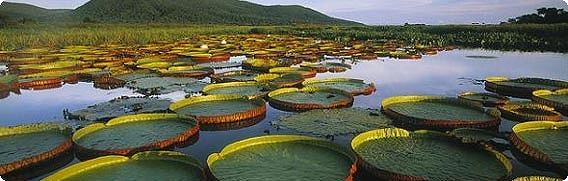 その美しさに心がとらわれそうになる、世界10の神秘的な沼地