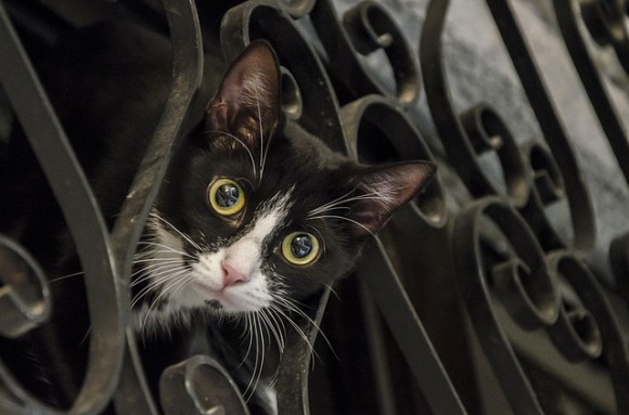 cat-2258190_640_e