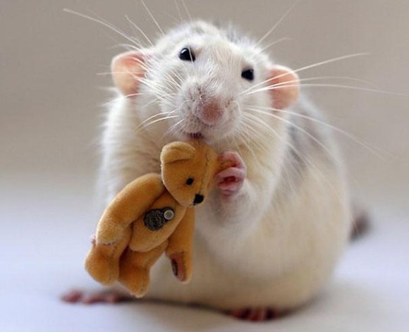 rats-with-teddy-bears-ellen-van-deelen-5_e