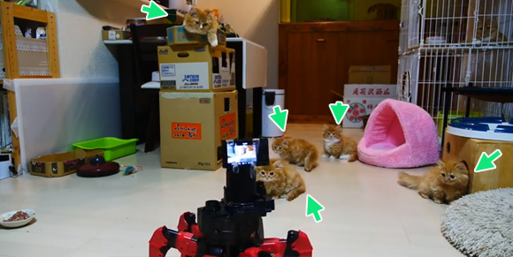 6足歩行ロボットにマンチカン猫ファミリーの子守りをさせてみた
