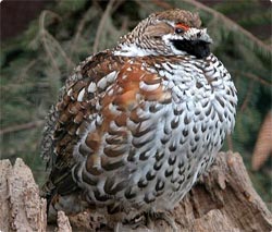 北海道のホームページ、希少種のエゾライチョウのおいしい食べ方をＨＰで紹介