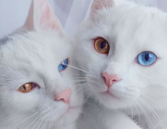 スーパー・ビューティホー！ロシアの生きた宝石とさえ称される、オッドアイで真っ白ボディーの超美猫姉妹