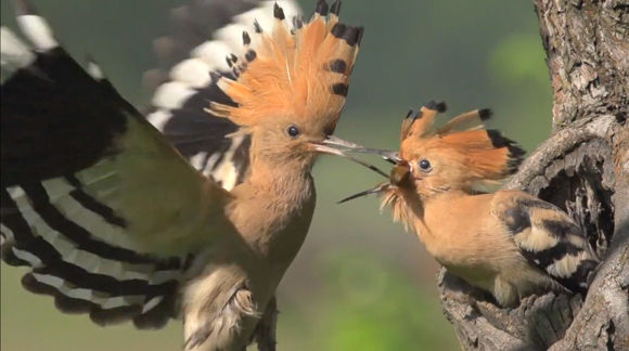 配色スタイリッシュな鳥「ヤツガシラ」がヒナに餌を与える美しい動画