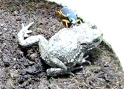 カエル vs ゴミムシ  
