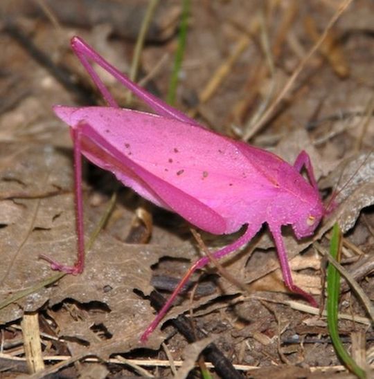 very_rare_ping_katydid_04
